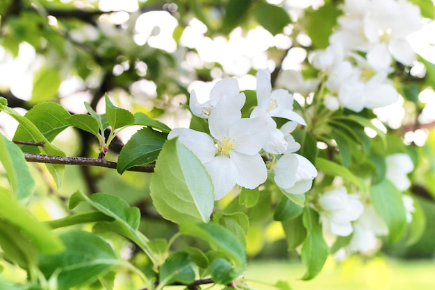 A principios de la primavera, el manzano en flor con flores blancas brillantes