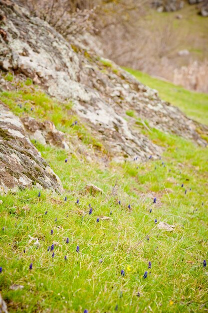 A principios de la primavera