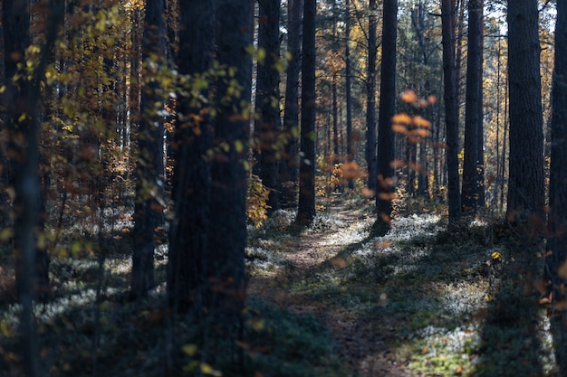 A principios de la soleada mañana de otoño en el bosque de pinos