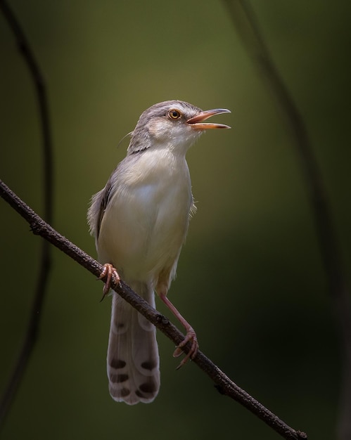 Prinia de ceja blanca en rama seca