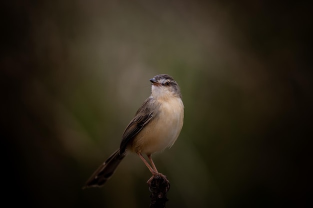 Prinia inornata en la rama del árbol