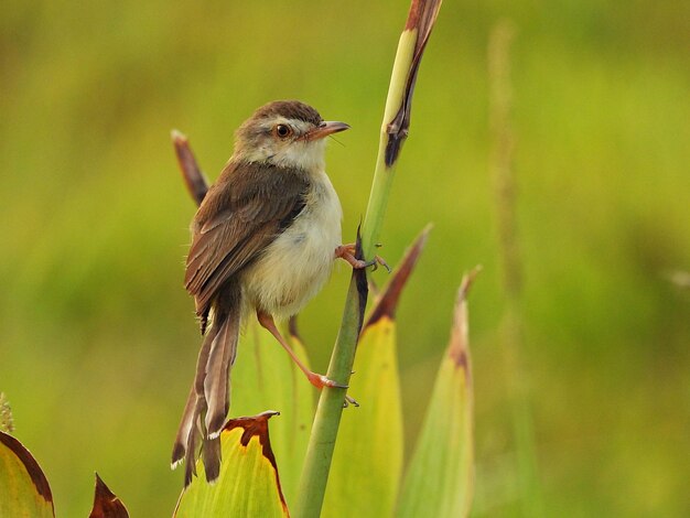 Foto prinia de la llanura aferrado a un árbol cerca del agua