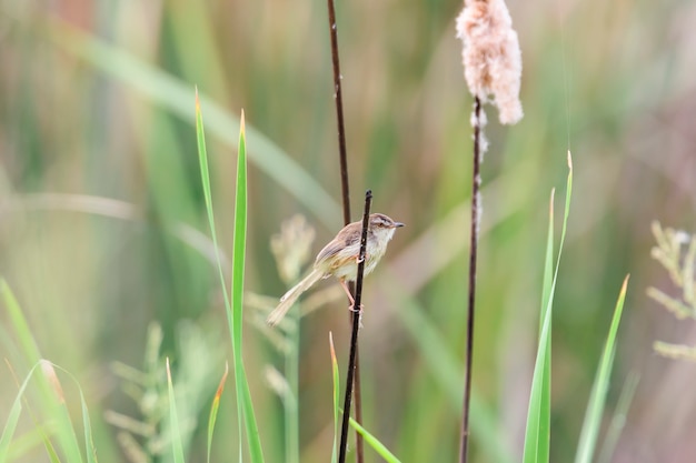 Prinia simples ou toutinegra-de-sobrancelha empoleirar-se no pequeno ramo marrom, Tailândia