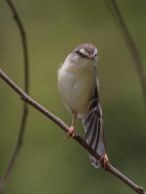 Prinia Whitebred em galho seco