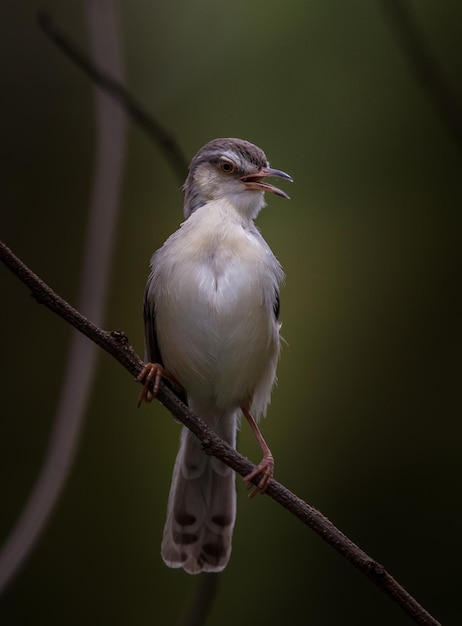 Prinia Whitebred em galho seco