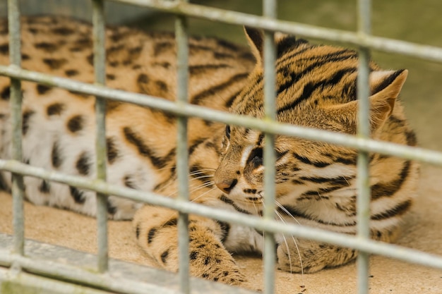 Prionailurus bengalensis atrapado en una jaula sin libertadxAxA