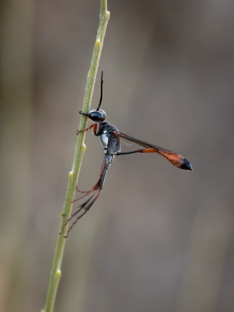 Prionyx kirbii. Avispa excavadora fotografiada en su entorno natural.