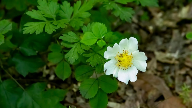 Pristina es una flor colorida de la vegetación natural