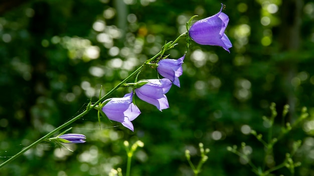 Pristina es una hermosa flor de la vegetación natural