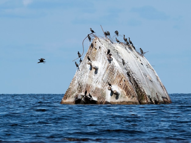 Proa de naufragio en el mar con cormoranes en un día soleado