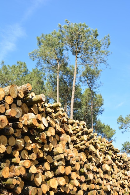 Problema ambiental do desmatamento