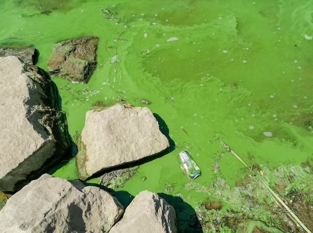 Problemas ambientais água poluída Água verde na praia proliferação de algas distúrbios no ecossistema poluição ambiental algas verdes e mussor na água