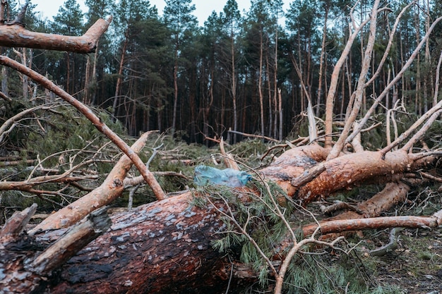 Problemas ambientales, problemas. Botella de plástico en tronco de pino caído. Ganancia inesperada en el bosque de pinos. Daño de la tormenta. Árboles caídos en bosques de coníferas después de fuertes vientos huracanados.