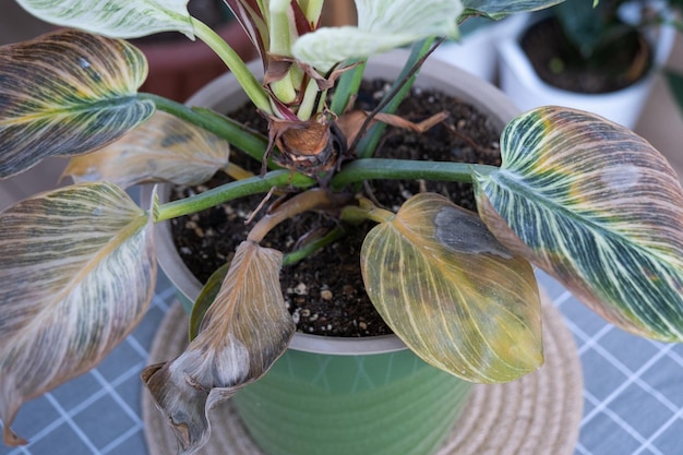 Problemas en el cultivo de plantas domésticas Philodendron Birkin hojas afectadas por araña roja puntas amarillas y secas desbordamiento de plantas pudrición de raíces Tratamiento de plantas y control de plagas y hongos