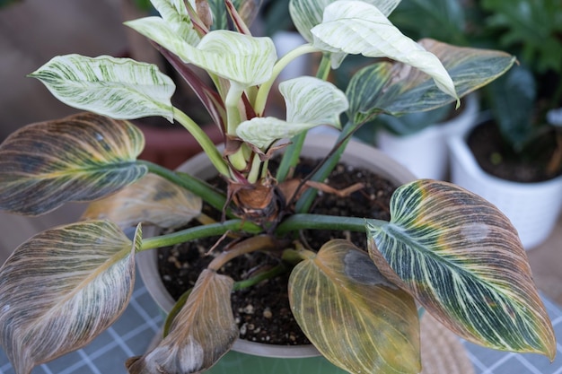 Problemas en el cultivo de plantas domésticas Philodendron Birkin hojas afectadas por araña roja puntas amarillas y secas desbordamiento de plantas pudrición de raíces Tratamiento de plantas y control de plagas y hongos