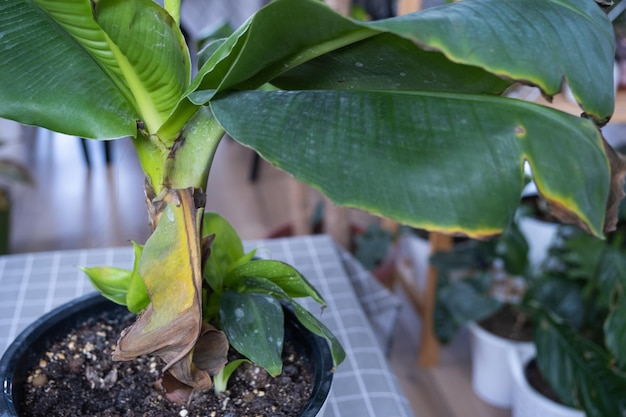 Problemas en el cultivo de plantas domésticas Problemas en el cultivo de plantas domésticas Musa hojas de banano hojas con puntas amarillas secas marchitas afectadas por araña roja desbordamiento podredumbre de raíces