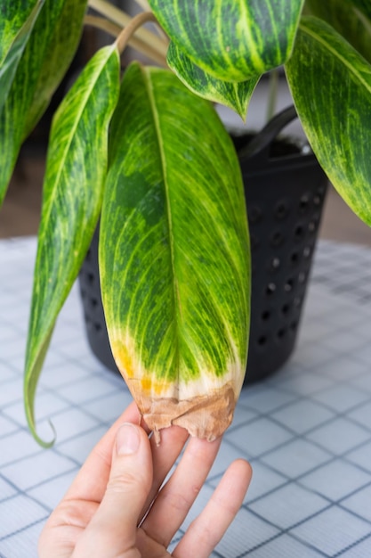 Problemas de cultivo de plantas domésticas puntas amarillas secas de las hojas aire seco falta de humedad Primer plano de la hoja