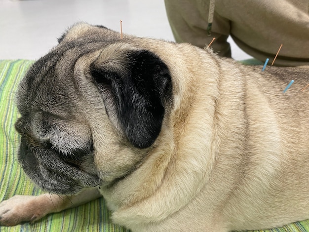 Problemas ósseos e articulares em cães Osteoartrite em cães Tratamento com acupuntura em cães