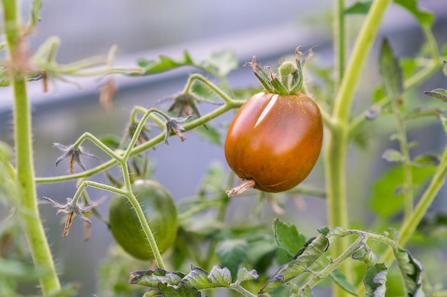 Foto probleme mit gemüsegarten und tomaten im garten geknackte tomaten auf einem ast