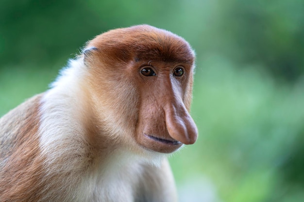 Probóscide mono salvaje o Nasalis larvatus, en la selva de la isla de Borneo, Malasia, cerrar