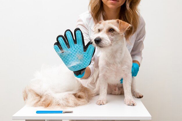 Procedimento de aliciamento em clínica veterinária. Uma menina de jaleco branco remove os pelos da superfície do cabelo do cachorro com um pente especial para animais