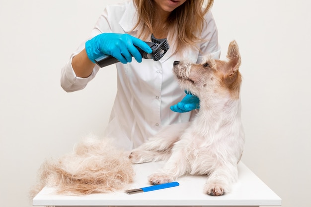 Procedimento de aliciamento. Veterinária com luvas azuis e jaleco branco modelando a pelagem de um Jack Russell Terrier com um tosquiador elétrico.