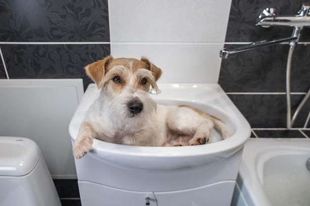 Procedimento de preparação Jack Russell Terrier está em uma pia branca em um banheiro preto