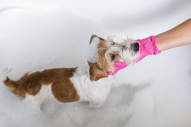 Procedimento de preparação O filhote de Jack Russell Terrier toma banho A veterinária de luvas cor-de-rosa lava um cachorro em um banho branco com sabão e xampu