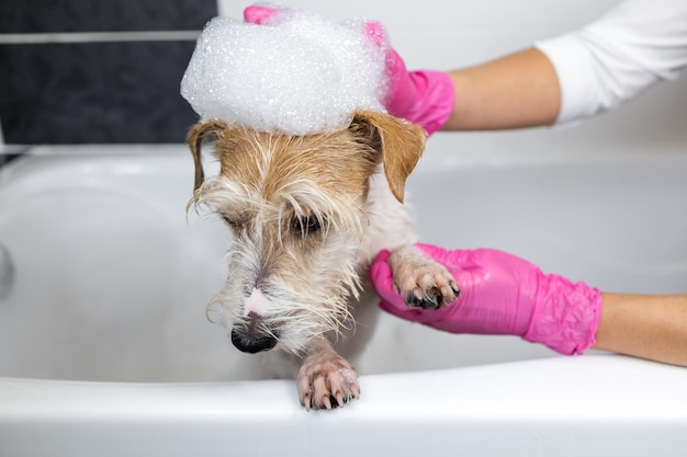 Procedimento de preparação O filhote de Jack Russell Terrier toma banho A veterinária de luvas cor-de-rosa lava um cachorro em um banho branco com sabão e xampu