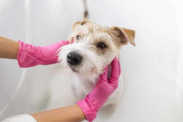 Procedimento de preparação O filhote de Jack Russell Terrier toma banho A veterinária de luvas cor-de-rosa lava um cachorro em um banho branco com sabão e xampu