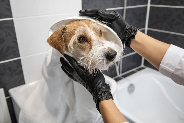 Procedimento de preparação Uma garota de luvas pretas lava um cachorro Jack Russell Terrier com espuma no banheiro