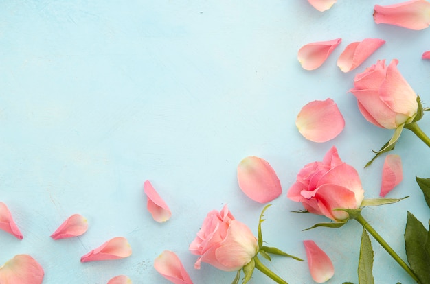 Procedimentos de salão de beleza e spa de mulher com vista superior de rosa pétalas de rosa em fundo azul claro