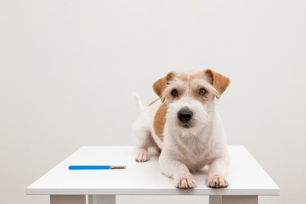 Procedimiento de aseo en una clínica veterinaria. Final. Un gran cachorro de Jack Russell Terrier yace sobre una mesa sobre un fondo blanco.