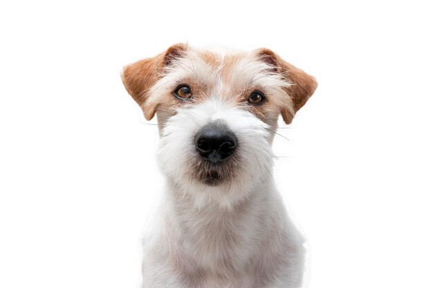 Procedimiento de aseo en una clínica veterinaria. Retrato de cabeza de Jack Russell Terrier aislado sobre fondo blanco.