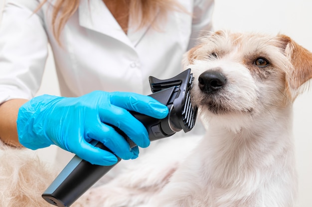 Procedimiento de aseo. Veterinaria femenina con guantes azules y una bata blanca que da forma al pelaje de un Jack Russell Terrier con una maquinilla eléctrica.