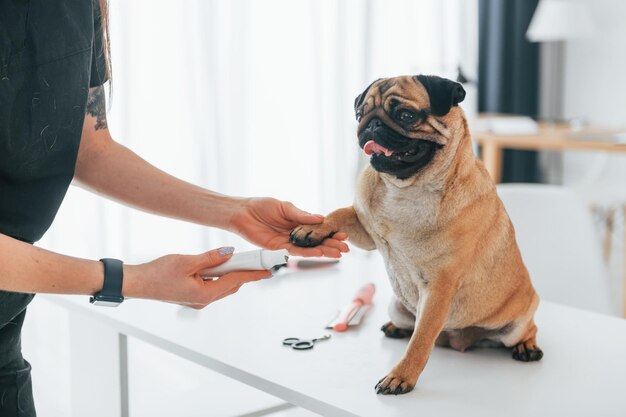 Foto el procedimiento de cortar las uñas pug está en el salón de belleza con un veterinario vestido de negro