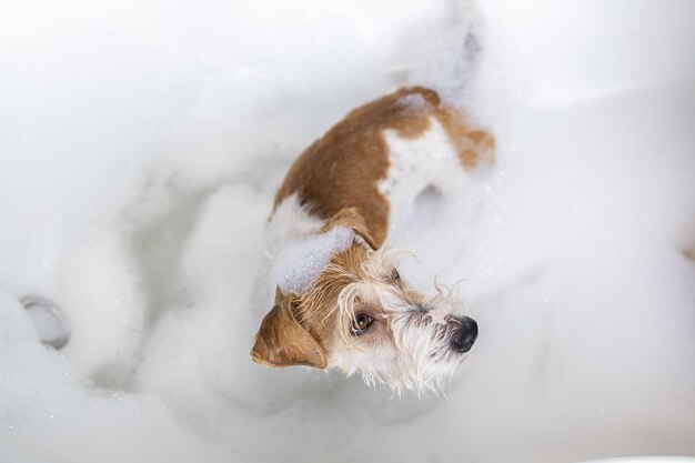 Procedimiento de preparación El cachorro Jack Russell Terrier se ducha en una bañera blanca con jabón y espuma