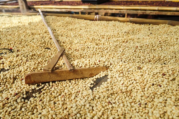 Foto procesamiento de café, café en pergamino seco en la cafetería