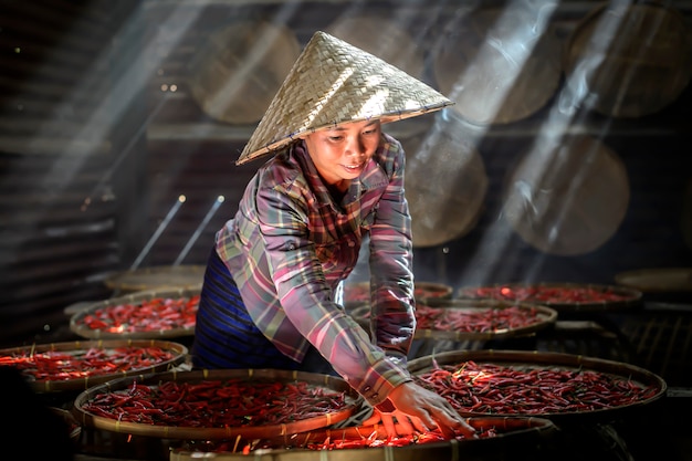 Procesando y secando el chile rojo debajo del sol cerca de sakonnakhon Tailandia.