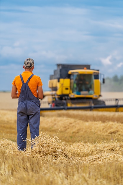 Proceso agrícola en campo. Campo de trigo y amarillo se combinan. Proess de cosecha.