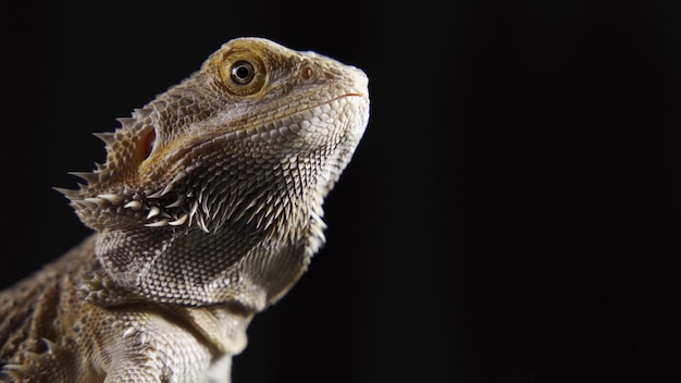 Proceso de alimentación del dragón agama barbudo con cucaracha de insectos en casa en la alfombra