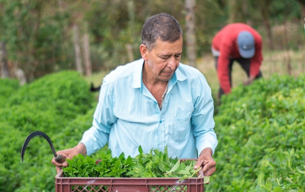 proceso de cosecha de menta agricultor masculino cosechando menta con herramienta Hoz de deshierbe