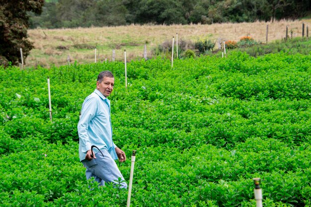 Proceso de cosecha de rmint agricultor masculino cosechando rmint con herramienta de deshierbe Hoz