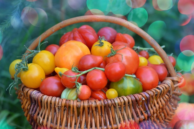 Proceso de cosecha de tomates Cosecha de tomates orgánicos en invernadero Muchos tomates diferentes en el día de verano