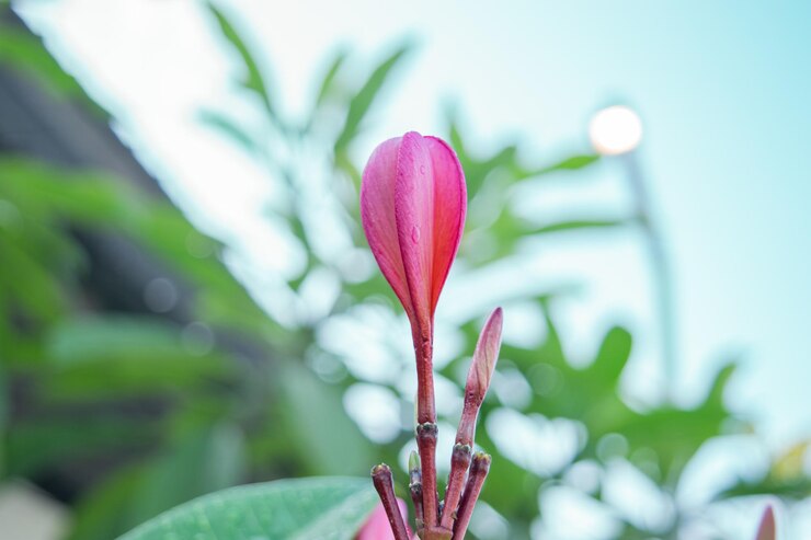 el proceso de crecimiento de las flores de frangipani