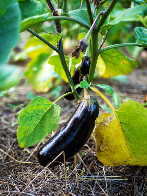 El proceso de cultivo de berenjena Arbusto de berenjena en campo abierto Cultivo orgánico en el jardín.