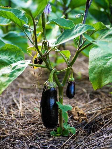 El proceso de cultivo de berenjena Arbusto de berenjena en campo abierto Cultivo orgánico en el jardín.