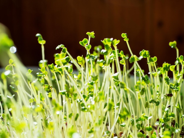 El proceso de cultivo de microvegetales Resultados intermedios Brotes jóvenes de vegetación Jardín doméstico