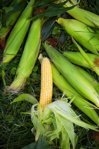 Proceso de limpieza de maíz tierno. Verano, cosecha. De cerca.