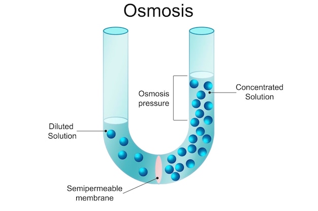 Proceso de ósmosis Disolvente que pasa a través de la membrana semipermeable.